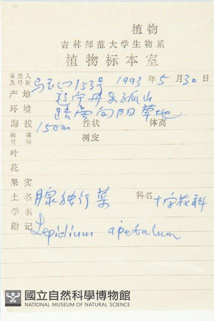 腺獨行菜藏品圖，第2張