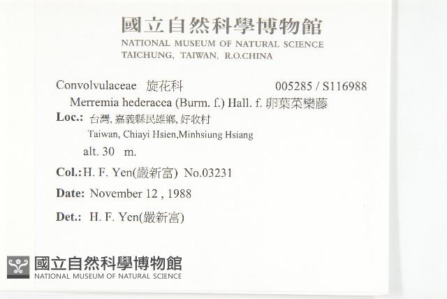 卵葉菜欒藤藏品圖，第2張