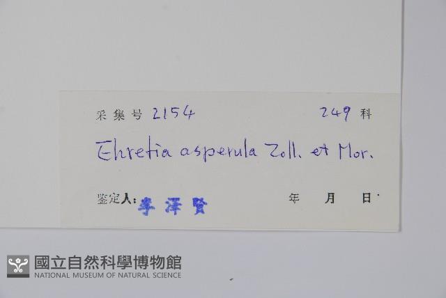 宿苞厚殼樹藏品圖，第2張