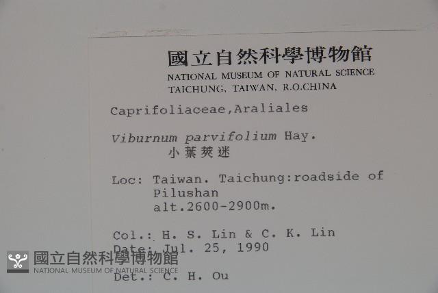 小葉莢迷藏品圖，第2張