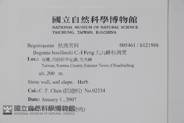 九九峰秋海棠藏品圖，第2張