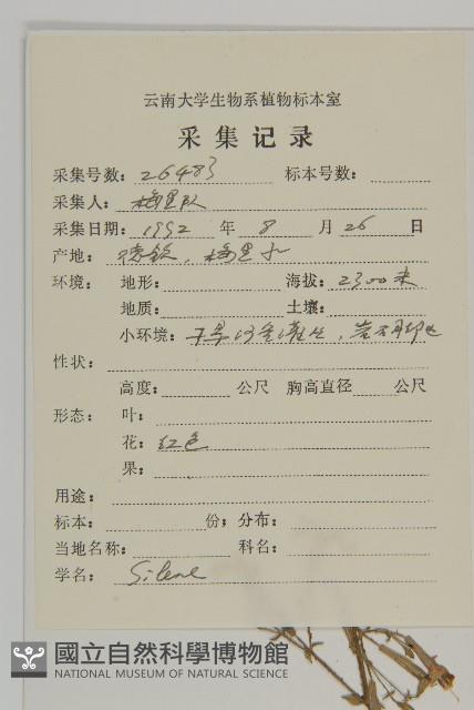 粉花繩子草藏品圖，第2張