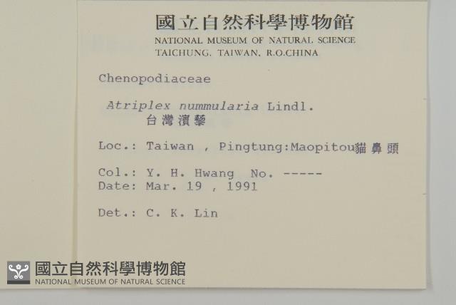 臺灣濱藜藏品圖，第2張