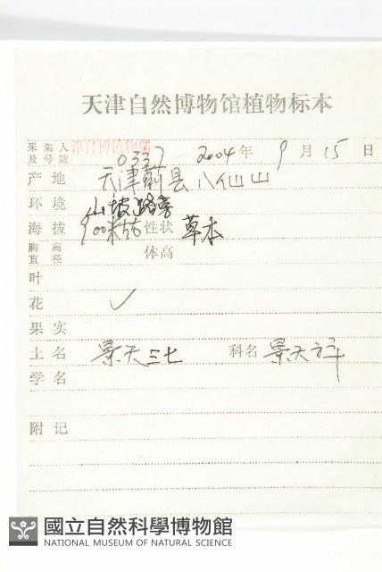 費菜藏品圖，第2張