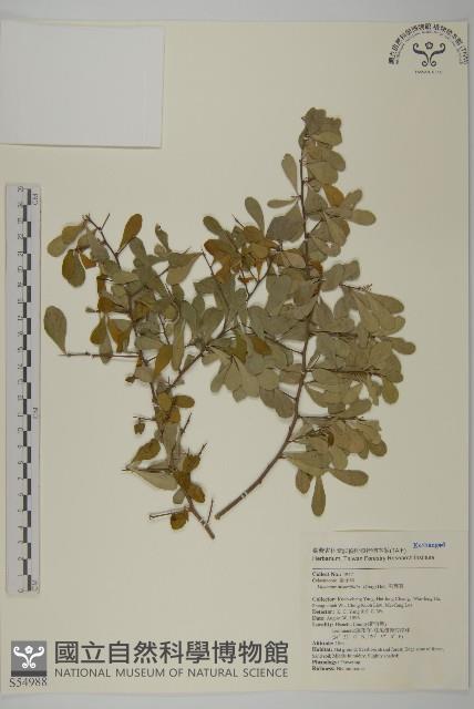 北仲, 刺裸實藏品圖，第1張