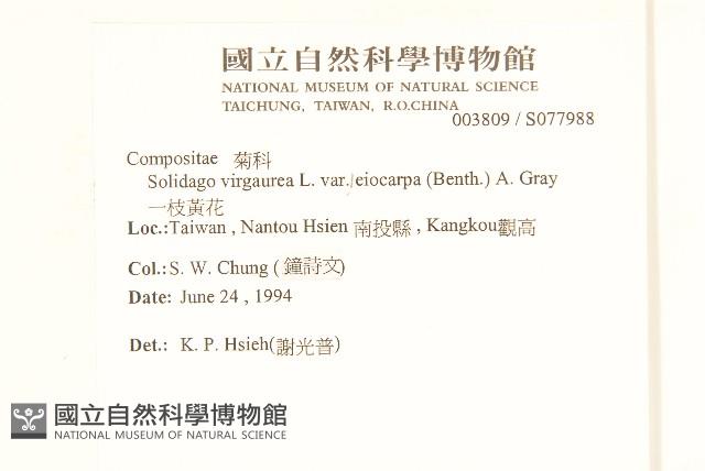 一枝黃花藏品圖，第2張