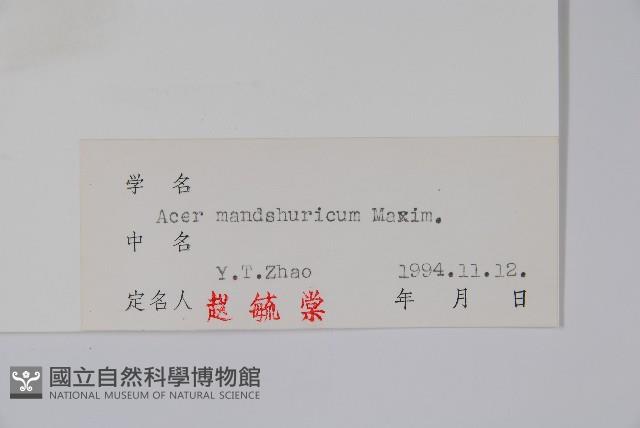 白牛槭藏品圖，第2張