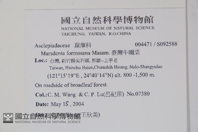 臺灣牛嬭菜藏品圖，第2張