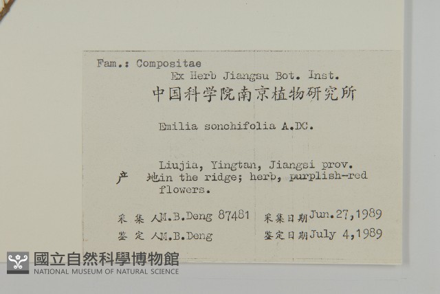 紫背草藏品圖，第2張