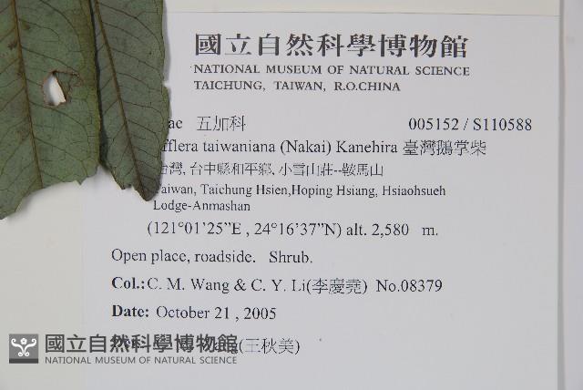 臺灣鵝掌柴藏品圖，第2張