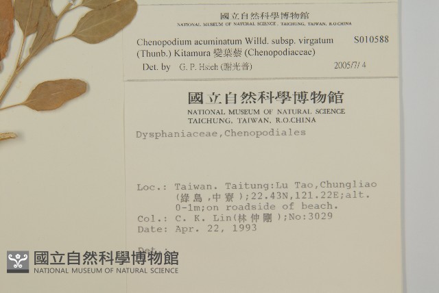 變葉藜藏品圖，第2張