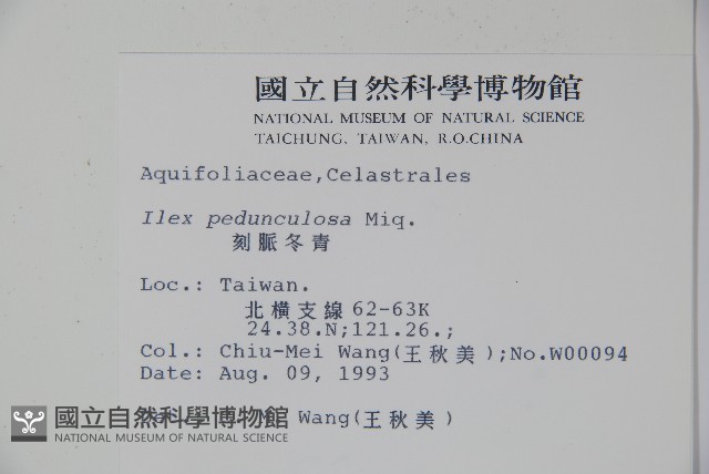 刻脈冬青藏品圖，第2張