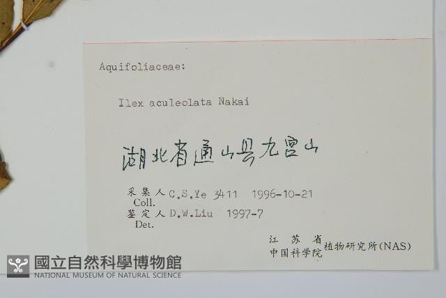 鼠李冬青、滿樹星藏品圖，第2張