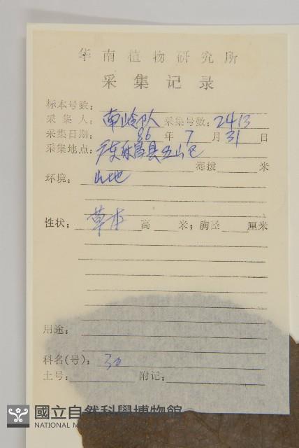 多穗金粟蘭藏品圖，第2張