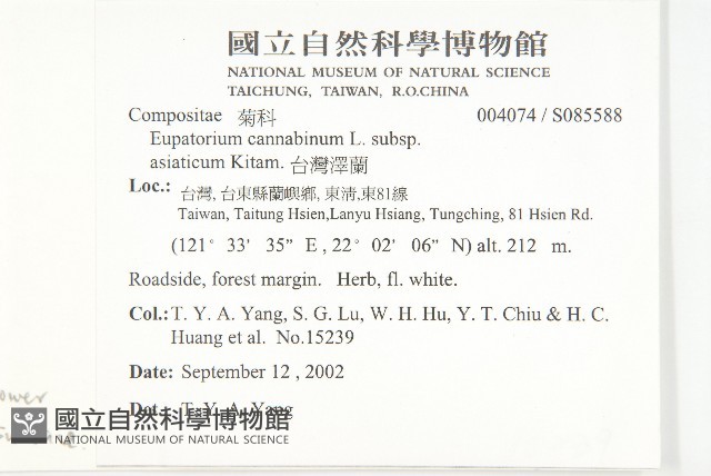 台灣澤蘭藏品圖，第2張