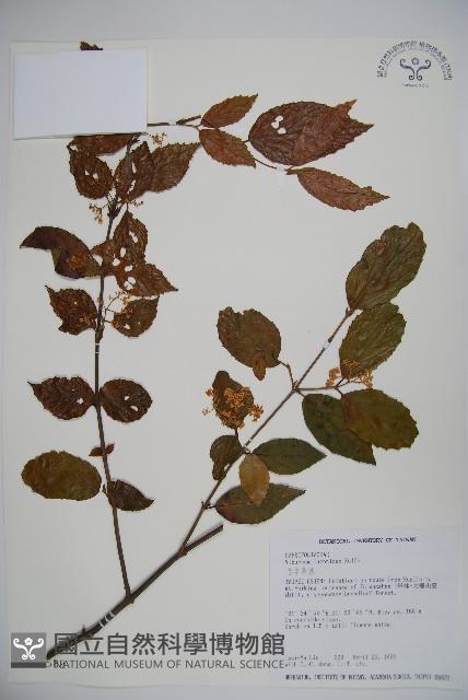 呂宋莢迷藏品圖，第1張