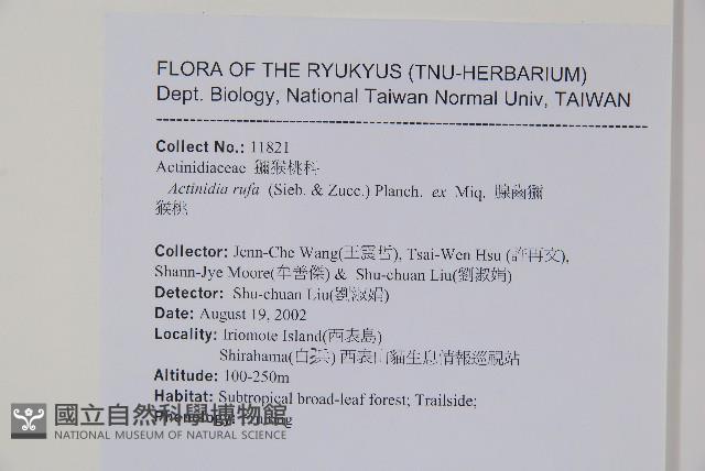 腺齒獼猴桃藏品圖，第2張