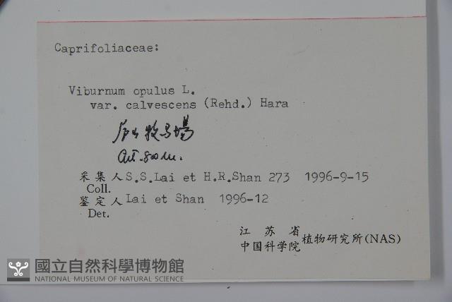 雞樹條莢迷藏品圖，第2張