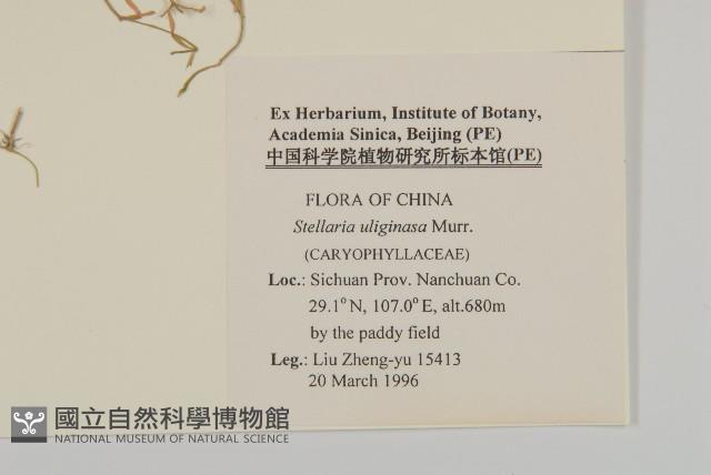 雀舌草藏品圖，第2張