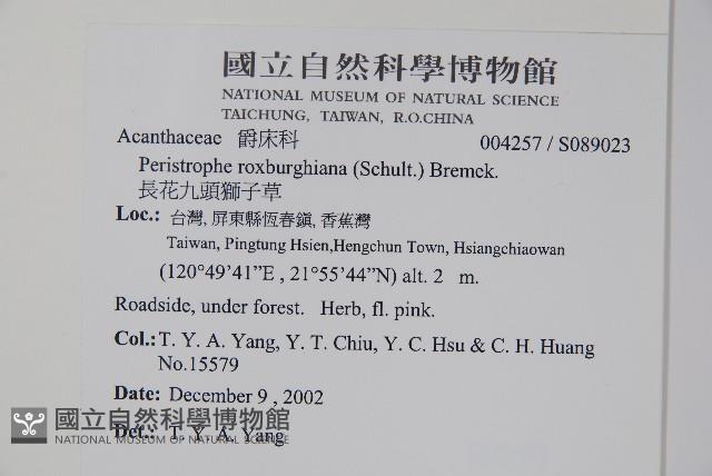 長花九頭獅子草、山藍藏品圖，第2張