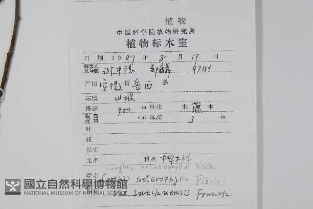 川榛藏品圖，第2張