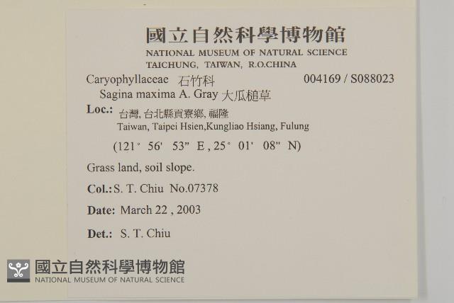 大瓜槌草藏品圖，第2張