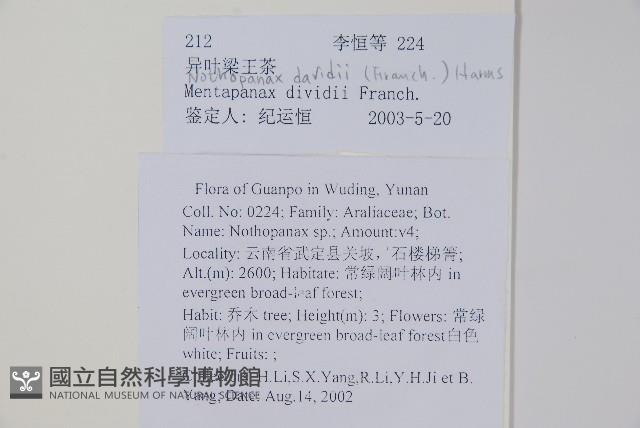 異葉梁王茶藏品圖，第2張