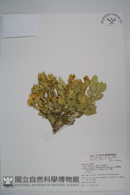 琉球黃楊藏品圖，第1張