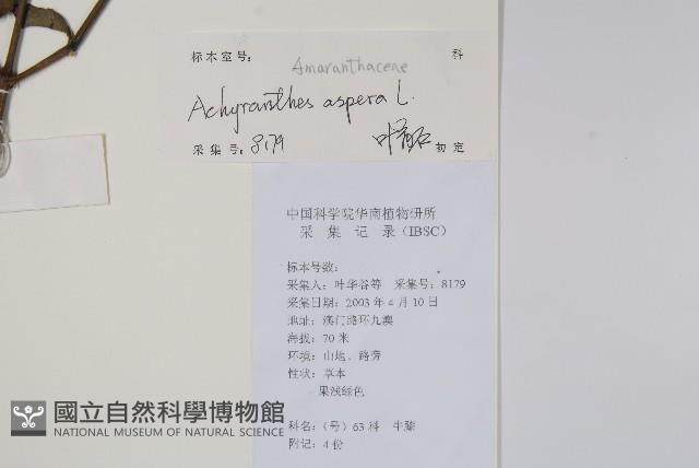 土牛膝藏品圖，第2張