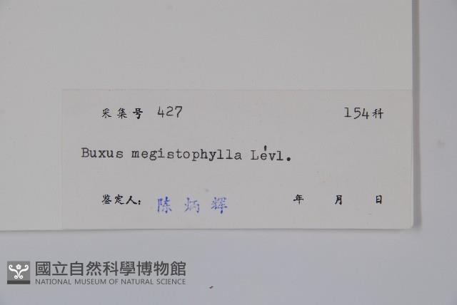 大葉黃楊藏品圖，第2張