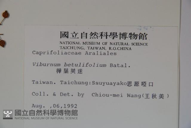 樺葉莢迷、玉山莢迷藏品圖，第2張