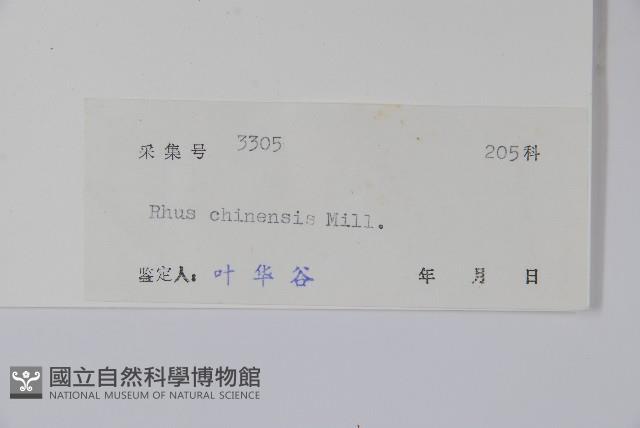 鹽膚木藏品圖，第2張