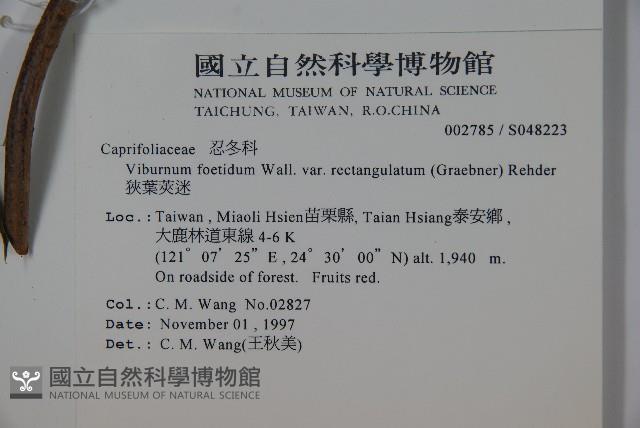 狹葉莢迷藏品圖，第2張