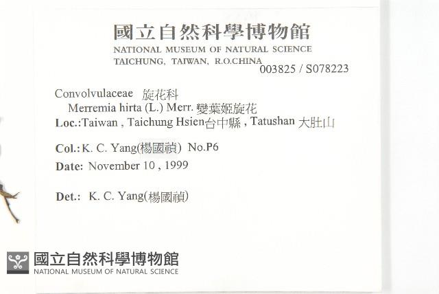 變葉姬旋花藏品圖，第2張