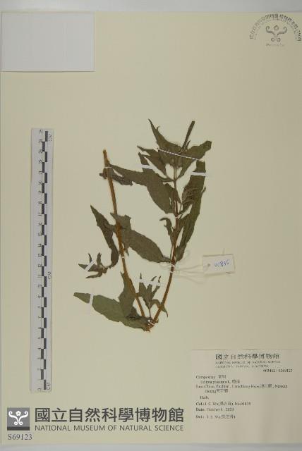 鱧腸藏品圖，第1張