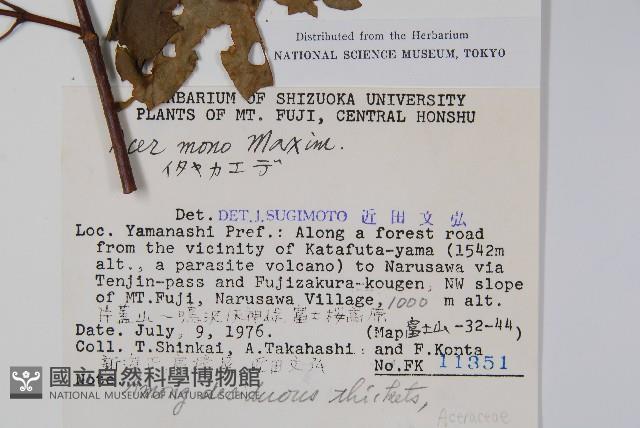 元寶楓, 地錦槭藏品圖，第2張