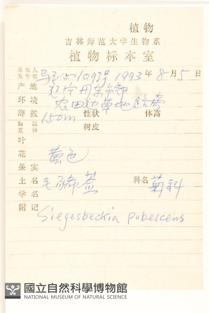 腺梗豨薟藏品圖，第2張
