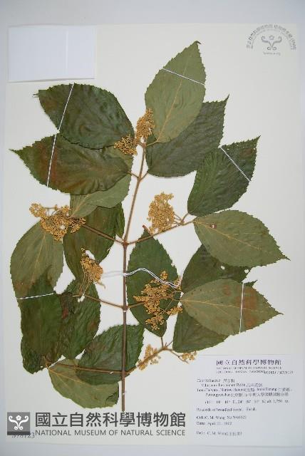 呂宋莢迷藏品圖，第1張