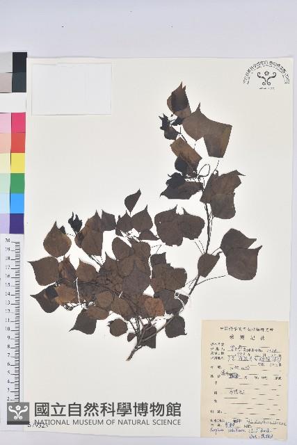 烏臼藏品圖，第1張