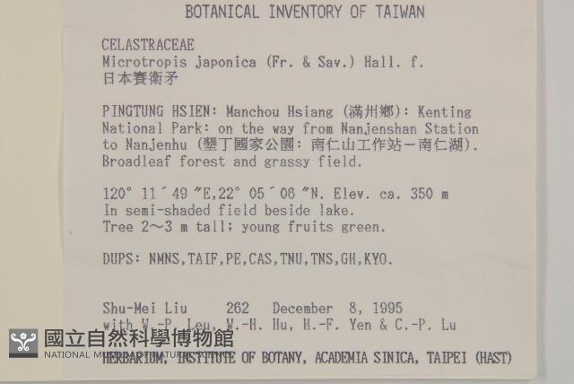 日本賽衛矛、日本假衛矛藏品圖，第2張