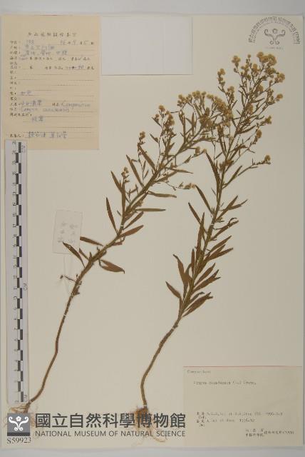 加拿大蓬藏品圖，第1張