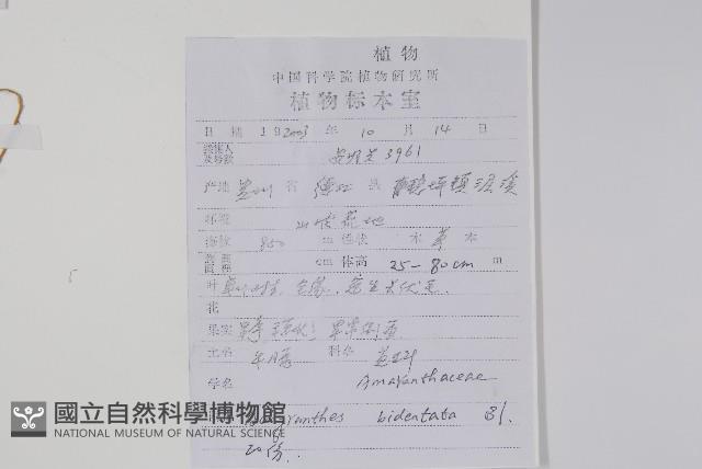 牛膝藏品圖，第2張
