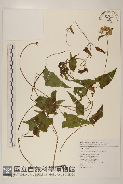 蔓澤蘭藏品圖，第1張