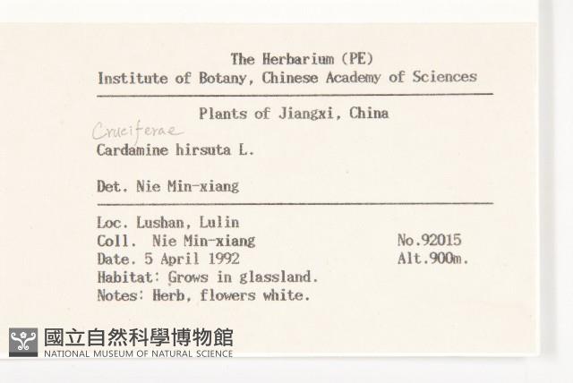 碎米薺藏品圖，第2張