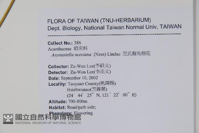 尼氏擬馬偕花藏品圖，第2張