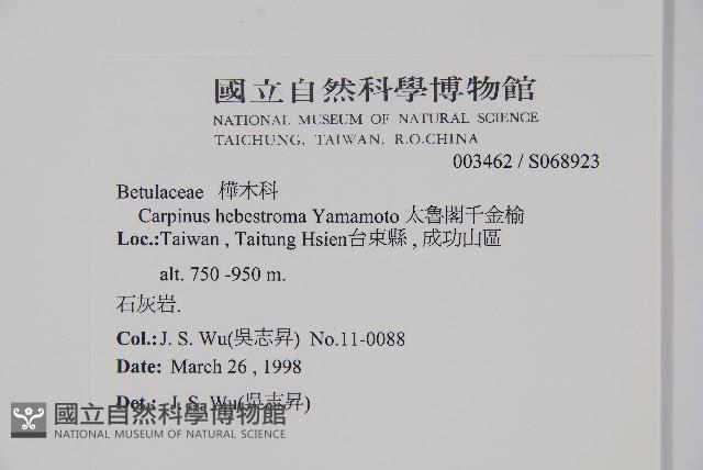 太魯閣千金榆藏品圖，第2張