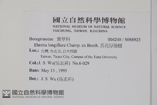 長花厚殼樹藏品圖，第2張