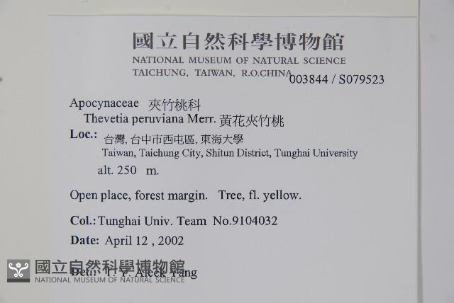 Yellow oleander, Lucky Nut Collection Image, Figure 5, Total 5 Figures