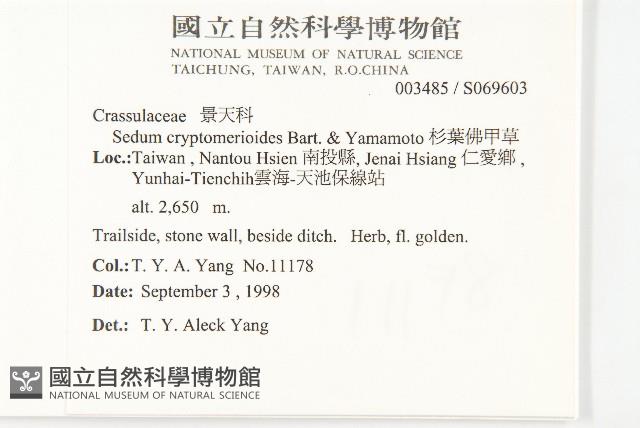 杉葉佛甲草藏品圖，第2張