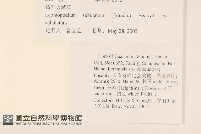 鑽葉火絨草藏品圖，第2張